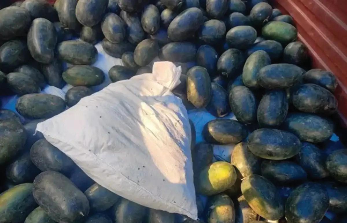 Delhi Police Bust Interstate Drug Syndicate, Seize 348 Kg of Ganja