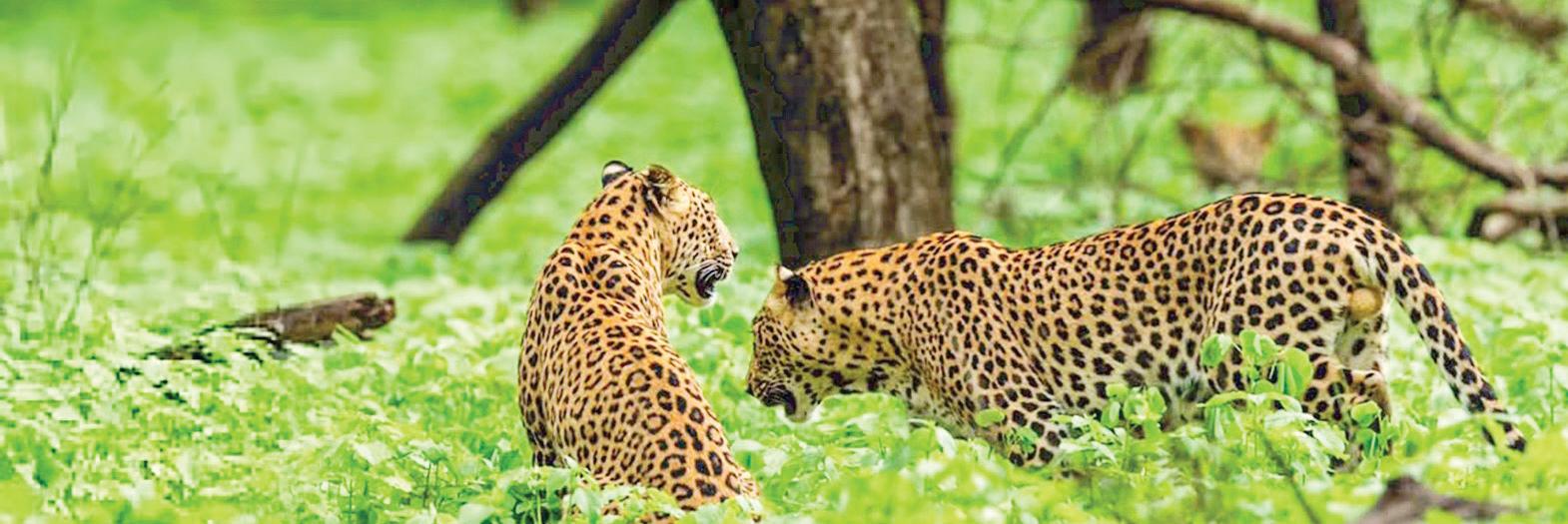 Amba Bagh Safari: Exploring the wild side of Jaipur