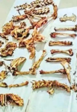 Bones Recovered From Poachers Identified As Those Of Tigers