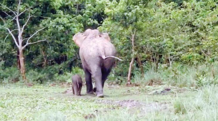 Two-month-old elephant calf reunited with mother in Kaziranga