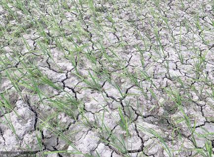 Southern Nepal Areas Face Severe Drought