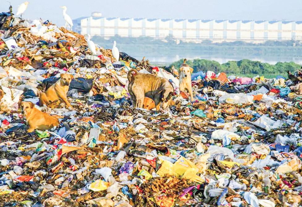 NGT takes suo-motu cognizance of media report on garbage crisis in southeast Delhi