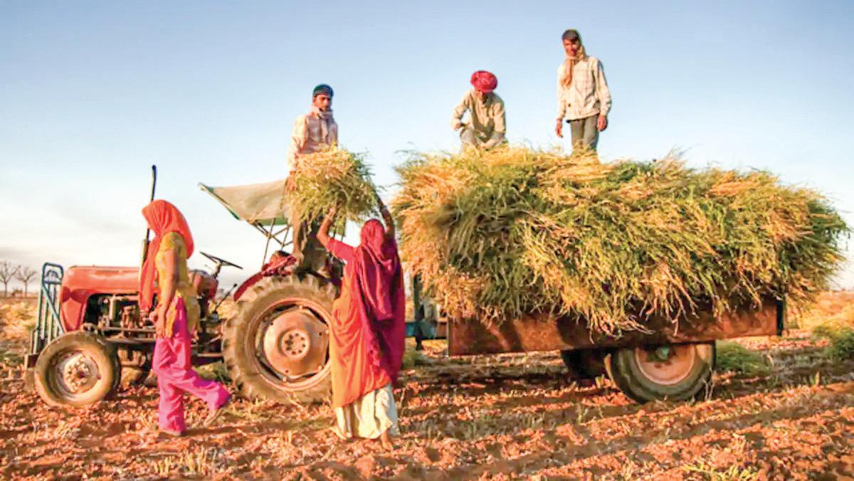 Haryana Accelerates Crop Diversification in Semi-Arid Zones With Rs 500 Cr Boost