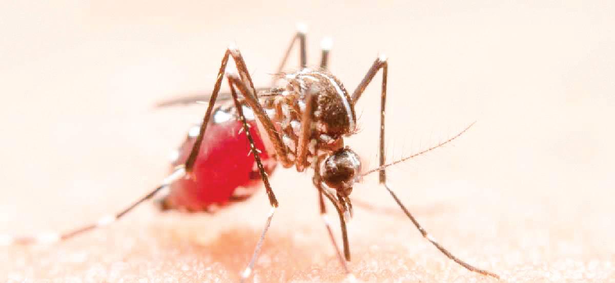 Delhi Sees Intensified Mosquito Surveillance to Combat Vector-Borne Diseases