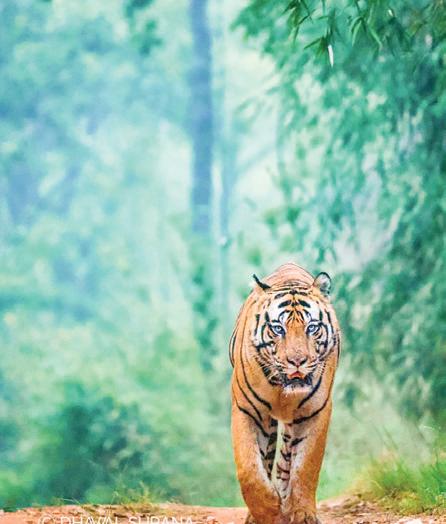 In company of stripes: What tigers taught me about the wild, ourselves