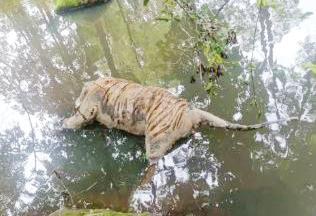 Tiger Found Dead in MP's Satpura Reserve; Poaching Suspected