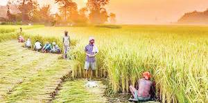 India will never compromise on interests of farmers: Chouhan on US trade tariffs