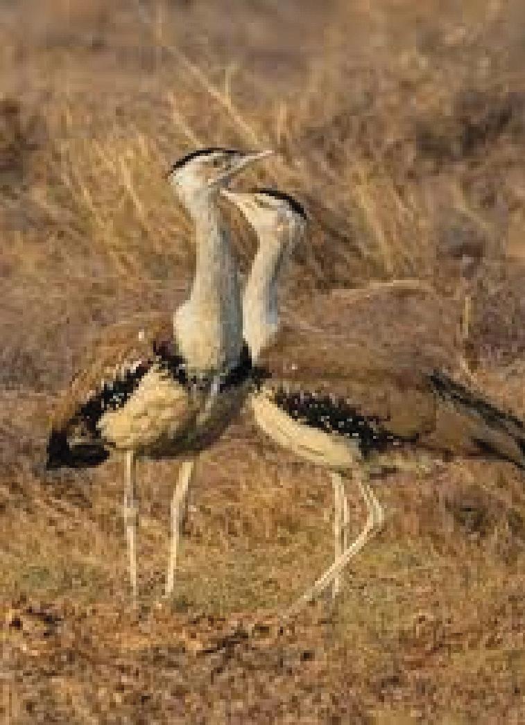 Fractured Wings of the Golden Bird