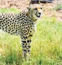Female cheetah dies in MP’s Kuno park