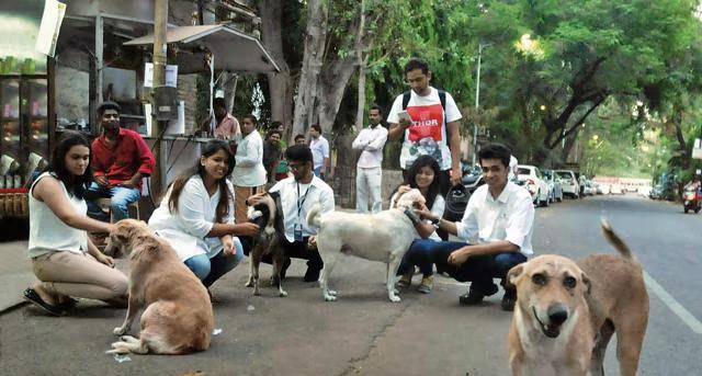 College launches app for stray dog welfare