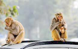 Residents complain of monkey menace , demand action from Municipal body