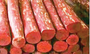 Delhi Police siezes Rs six-crore worth of red sandalwood, arrests two smugglers