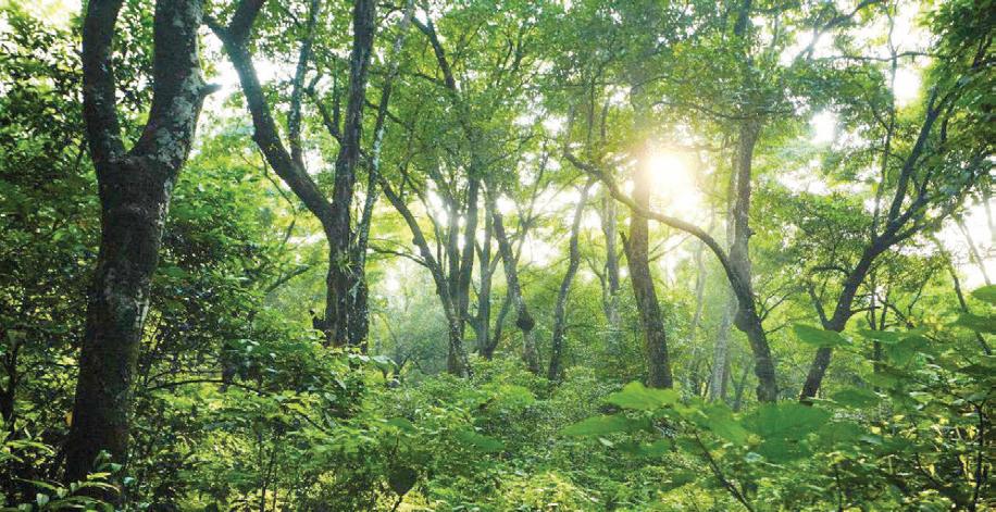 Delhi Govt to develop 17 urban forests to curb air pollution, extend green cover