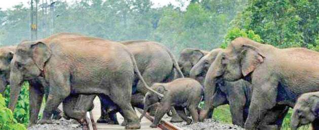 Sri Lankan airport to get wildlife dept unit to prevent elephant straying