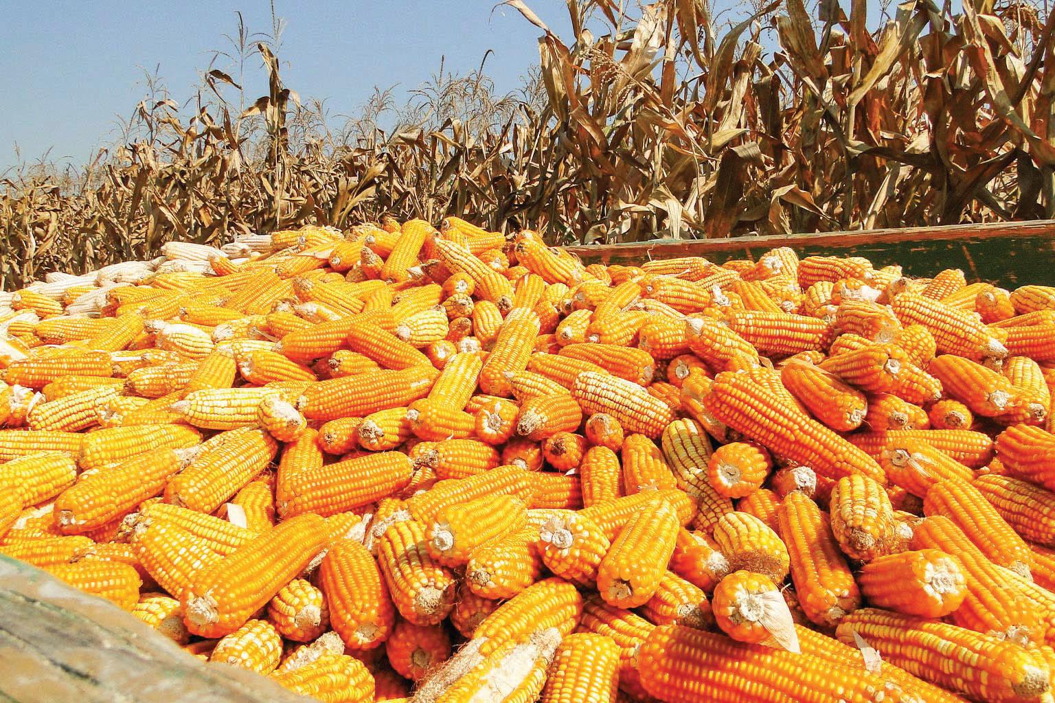 GM food labelling. A law unenforced in India