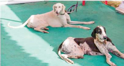 Indian breed dogs to join BSF commandos in high-risk ops
