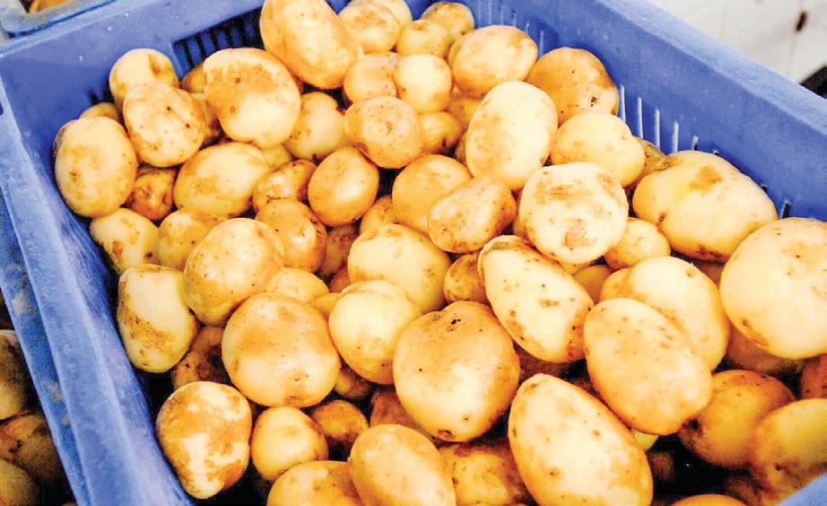 India’s processed potato exports surge