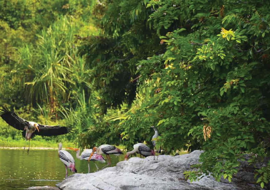 DHOLERA'S COASTAL COMEBACK: HOW MANGROVE RESTORATION IS REVIVING MARINE AND BIRD LIFE