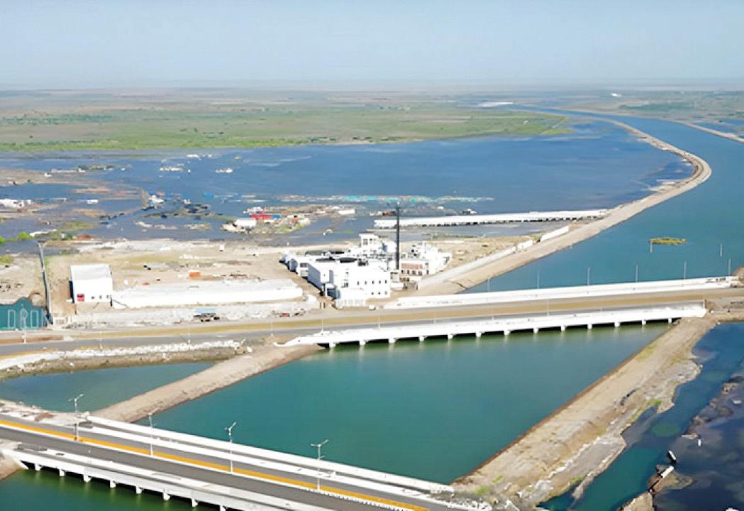 Dholera’s coastal comeback: How mangrove restoration is reviving marine and bird life