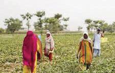 Pakistan among top countries with ‘inefficient’ agricultural water use: World Bank