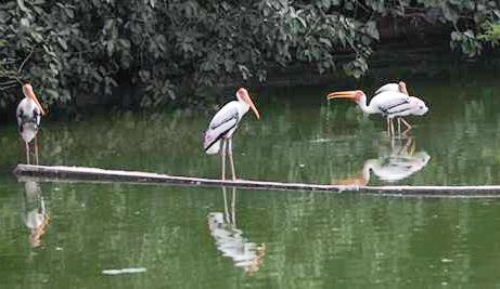 Delhi Zoo reopens for visitors after avian flu shutdown