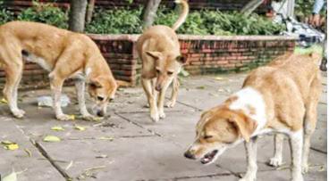 Stray dog case: SC orders fencing of all Govt premises, warns states of stern action for laxity