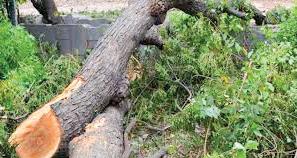 NGT slams MCD for ‘irresponsible’ stance on tree pruning in Delhi