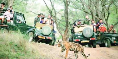 Farmer dies in tiger attack, safaris suspended in Nagarahole