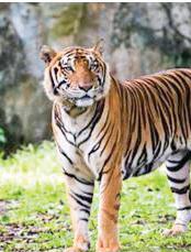 12 tiger deaths reported in Assam this year, total 136 across India: NTCA