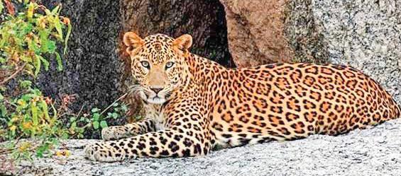 Jawai Bandh: Rajasthan's untamed wilderness