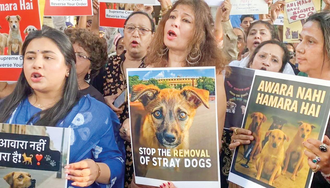 Protesters slam SC order on removing stray dogs