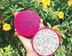 Dragon Fruit: The bright new superfruit in your daily diet