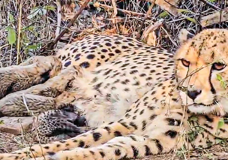 Indian-born cheetah welcomes 5 cubs at Kuno, shows adaptation