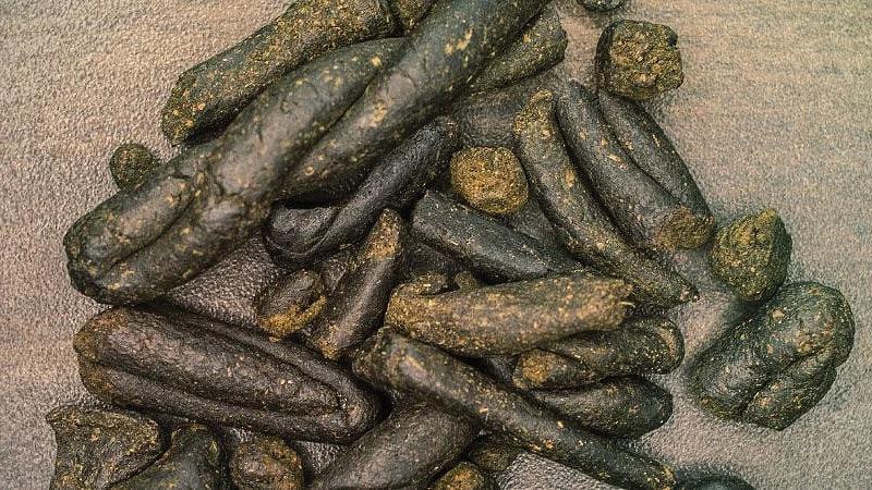 Afghan national held with charas in Lajpat Nagar