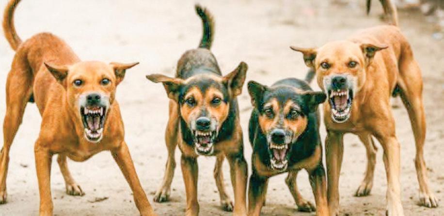 MCD panel proposes strict, ward-level plan for stray dog control