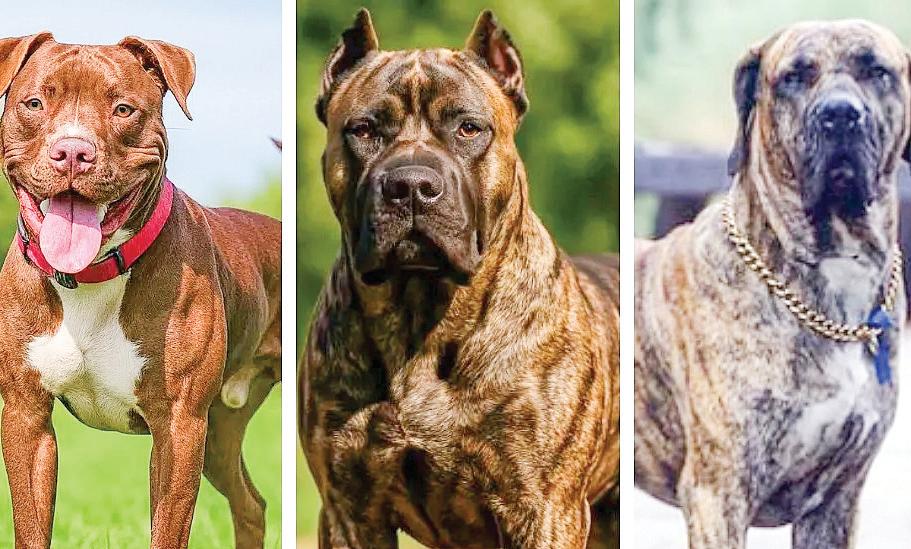 Peta India urges ban on aggressive dog breeds