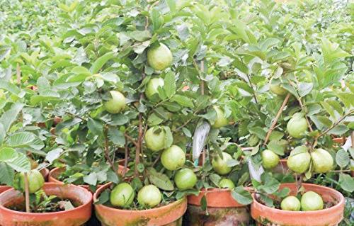 Rediscover Guava: A Fruit That Heals from Within