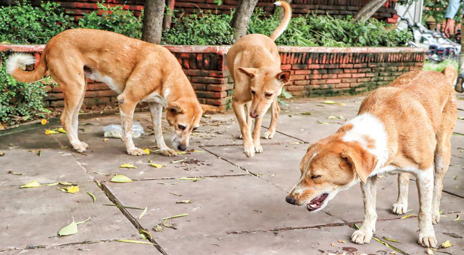 MCD plans new shelters to manage rising stray dog concerns