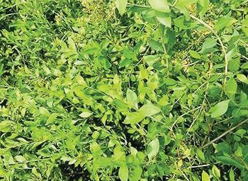 SOJAT MEHENDI: A PERFECT EXAMPLE OF ‘VOCAL FOR LOCAL