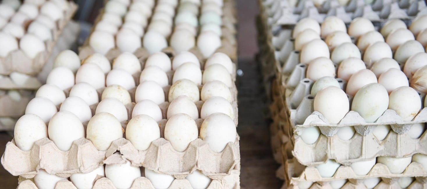 FSSAI to collect samples to check nitrofurans presence in eggs