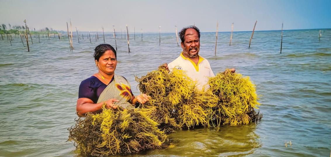To strengthen livelihoods of its fishermen, Andhra Govt arranges training in Kerala, Tamil Nadu