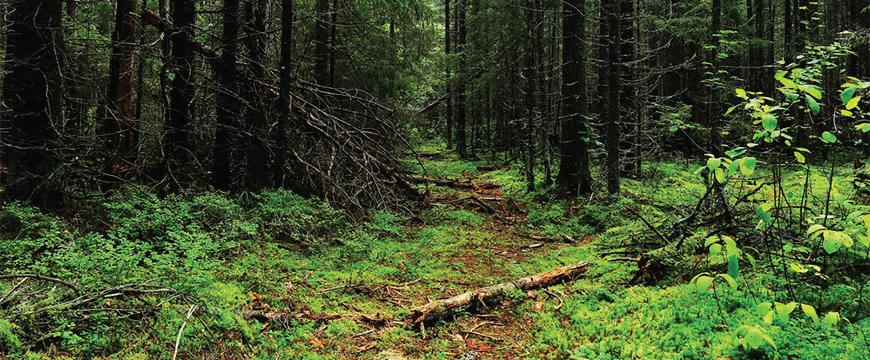 Delhi plans two new city forests