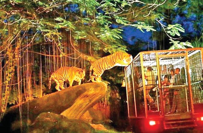 CLEAR SKIES AND ADVENTURE: EXPERIENCING A NIGHT SAFARI