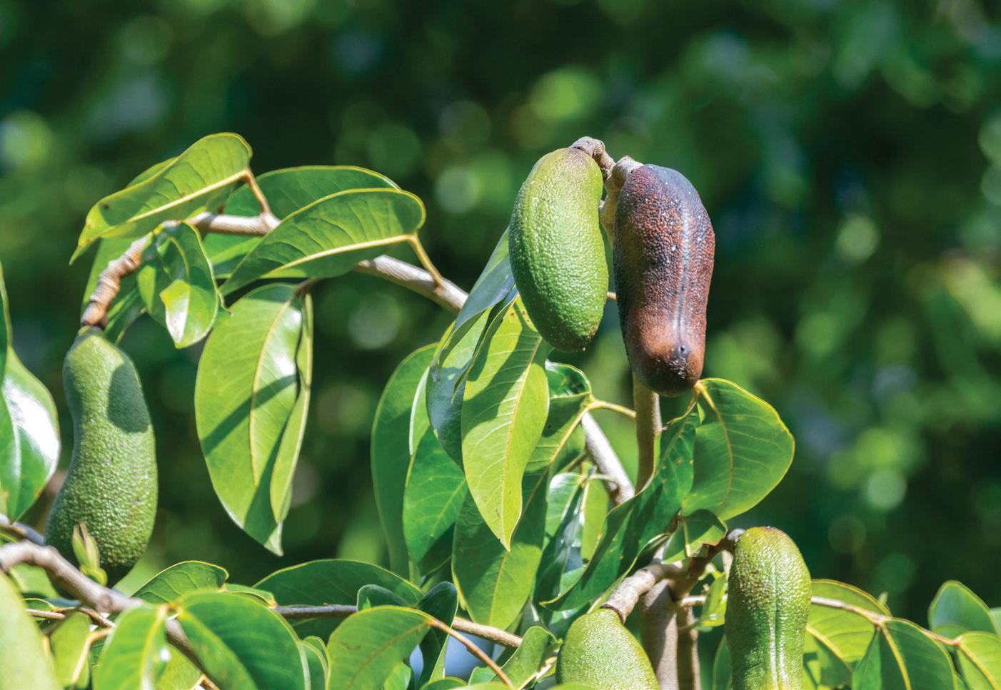 Little-known tree, big promise: Jatobá's rise to functional food—and bioactive research