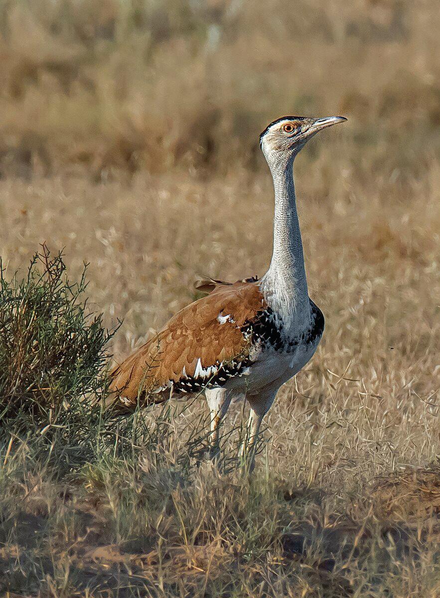Supreme Court Redraws Bustard Safeguards Map