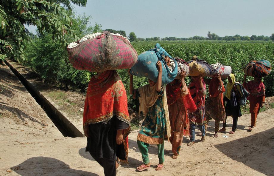 Policy missteps batter Pakistan's farm sector