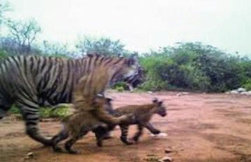 Tigress ST 2302 spotted with cubs, tiger sightings rise in Sariska