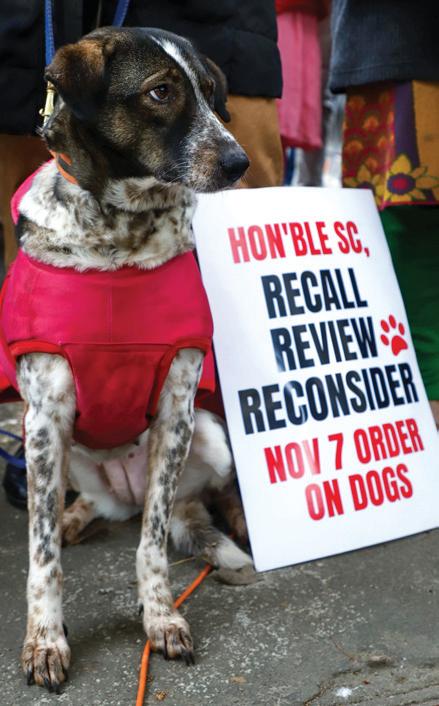 SC flags lapses in ABC rules as stray dogs case enters day 2