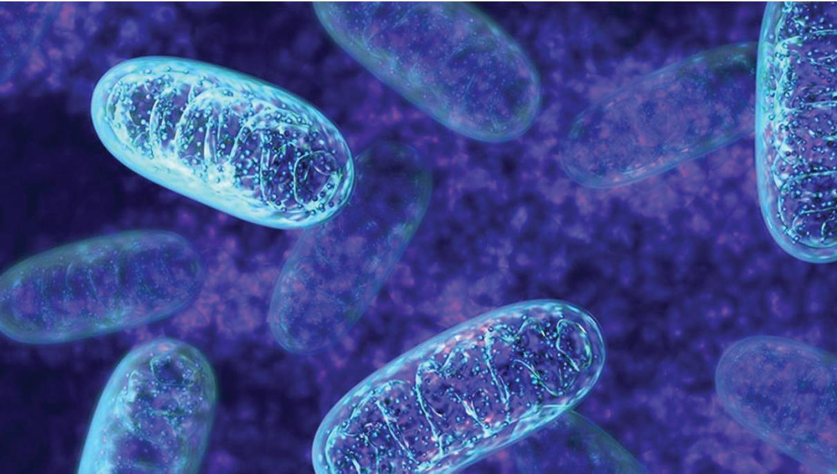 NATURAL BODY MOLECULE FOUND TO REDUCE STRESS, MAY AID METABOLIC DISORDERS