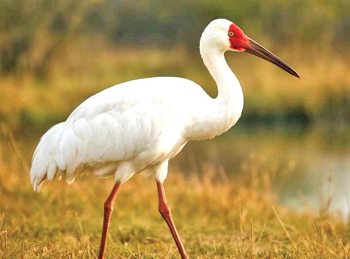 THE JOURNEY OF SIBERIAN CRANES: FROM SIBERIA TO INDIA